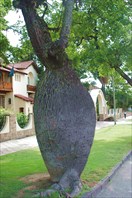 Беременное дерево